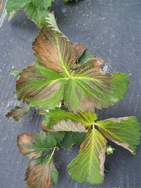 Strawberry leaves with brown edges and yellow midrib 