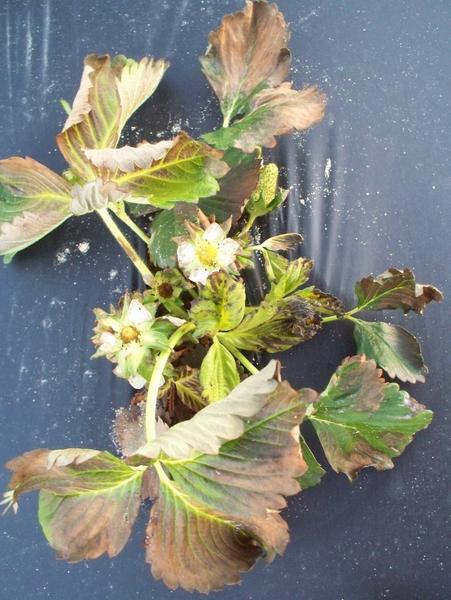 Strawberry leaves with brown dead areas ad burned flowers