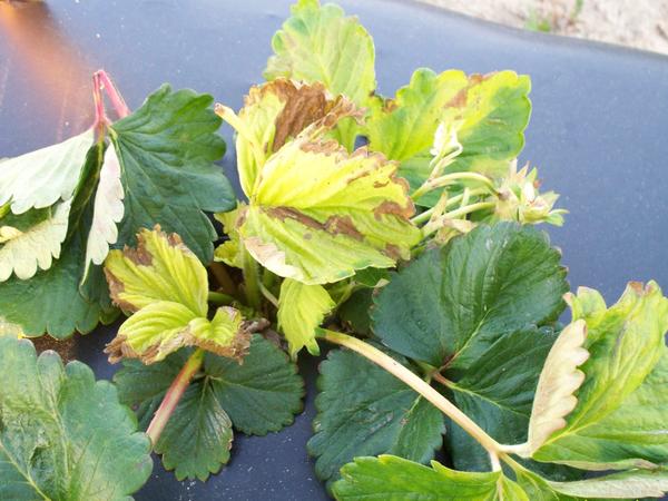 Strawberry plant with dead brown areas on yellow leaves