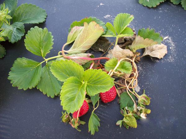 Strawberry plant with dead leaves and petioles.