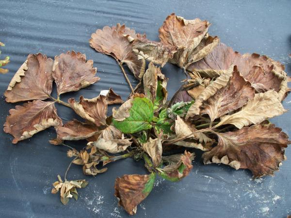 dead strawberry plant with green center.