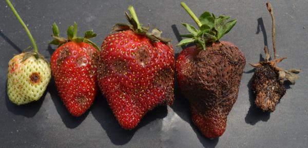 Anthracnose Ripe Fruit Rot in Field- range of symptoms
