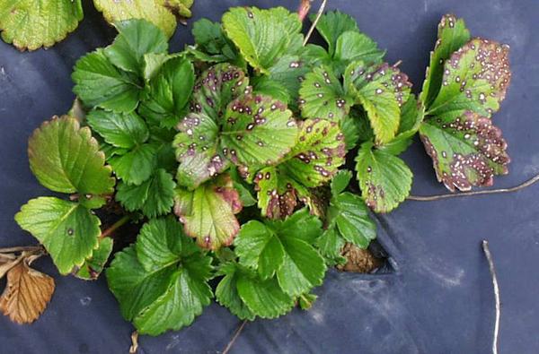 Thumbnail image for Common Leafspot of Strawberry