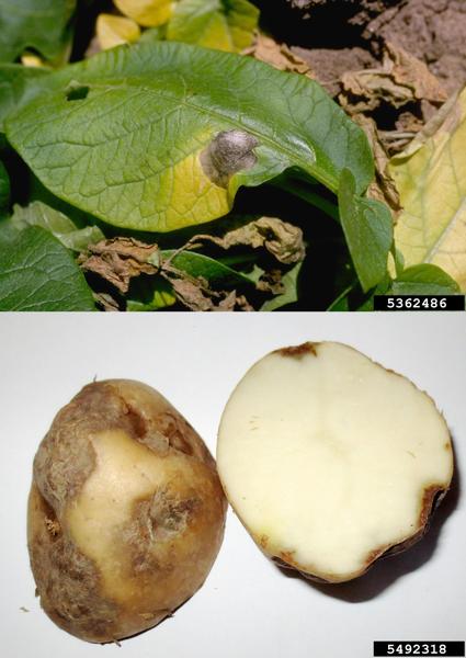 Photos of target spot lesions on leaves (top) and potato (bottom).