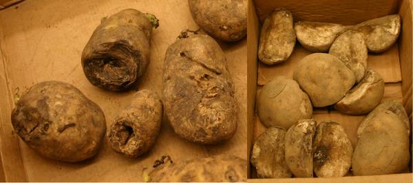 Photo of sunken lesions on potatoes