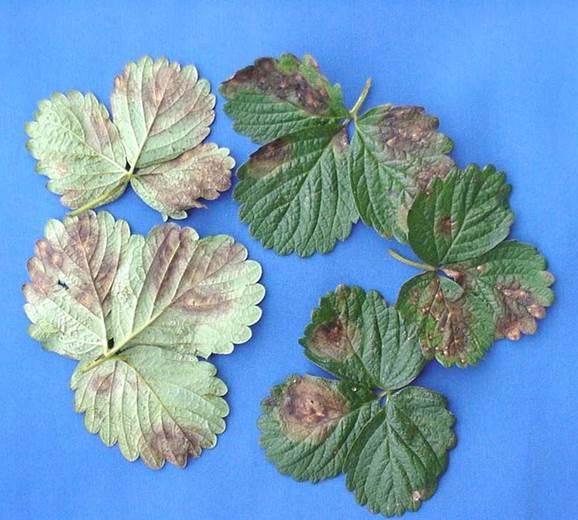 Gnomonia leaf blotch on leaves
