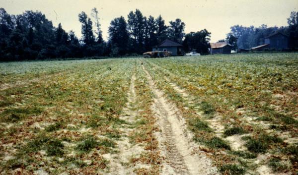 Photo of an Anthracnose infected field