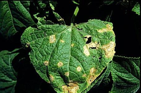 Photo of cucumber leaf with lesions.