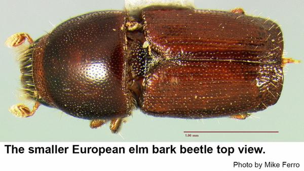 Smaller European elm bark beetle top view